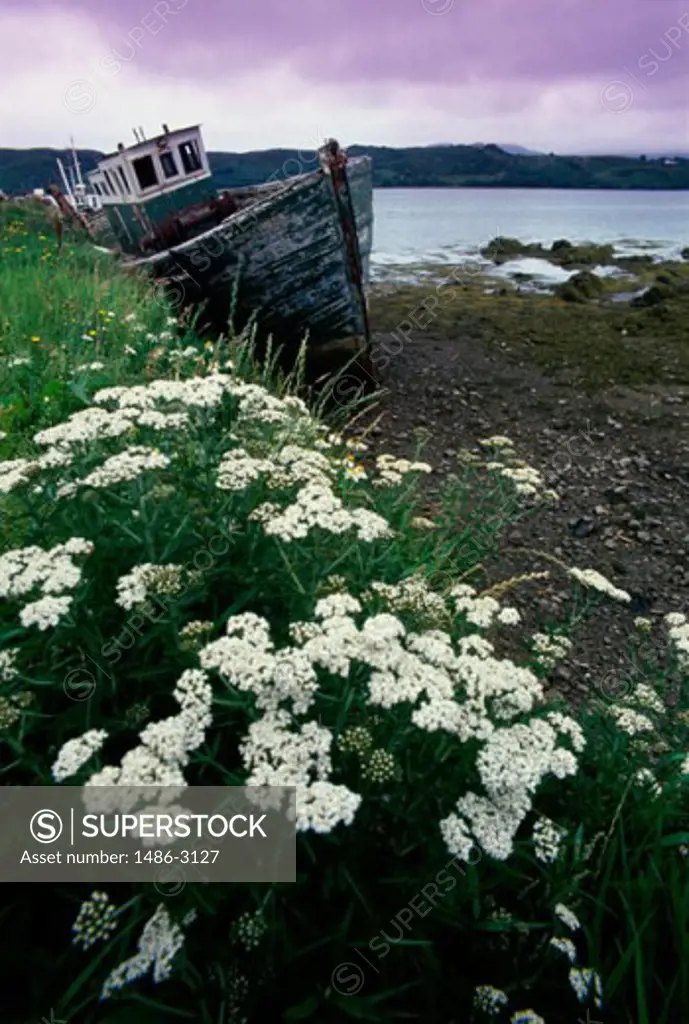 Boat at a riverbank, Letterfrack, County Galway, Ireland
