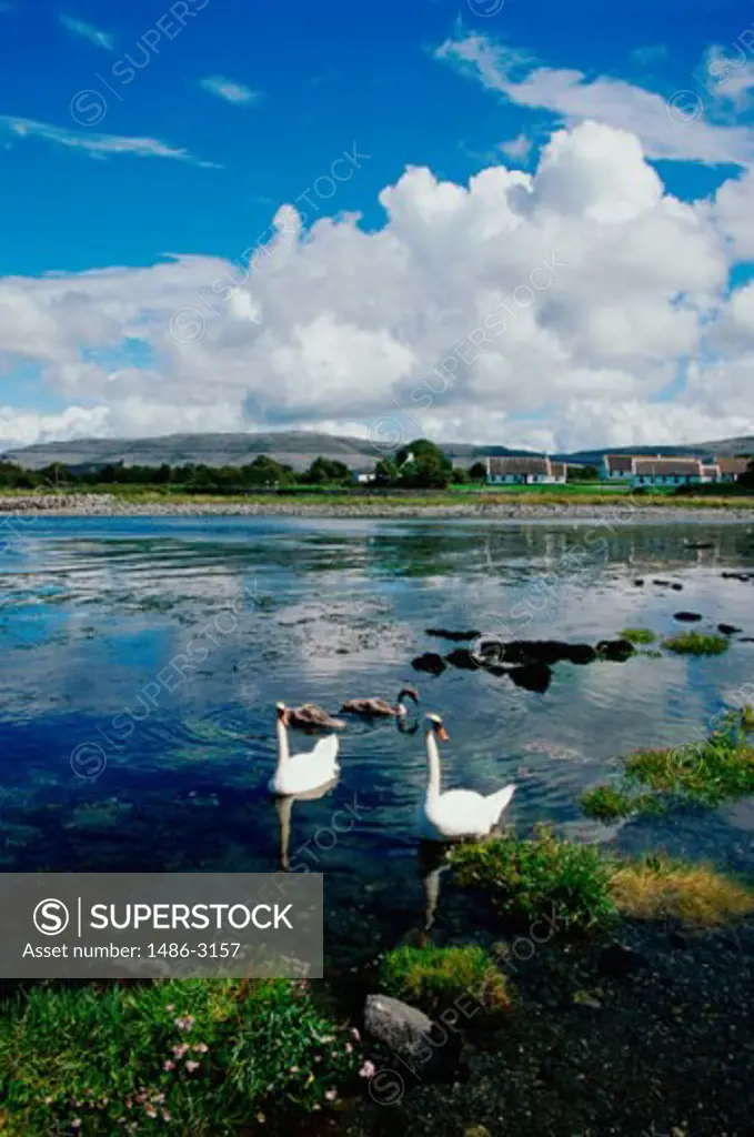 Two swans in water, Ballyvaughan Harbour, Ireland