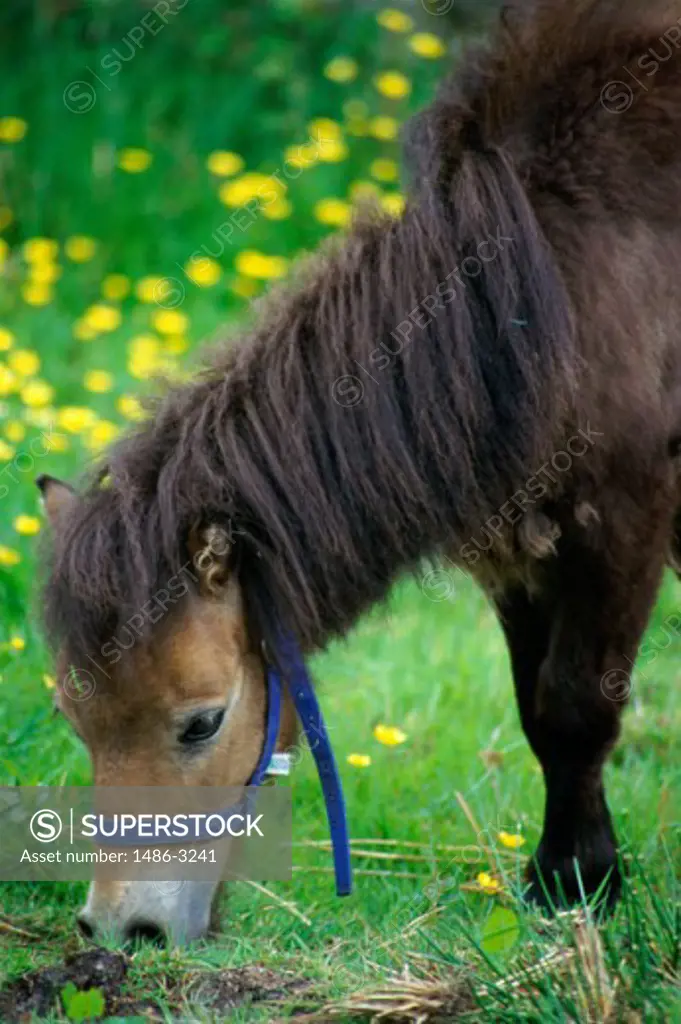A Bog Pony grazing in a field, Ireland