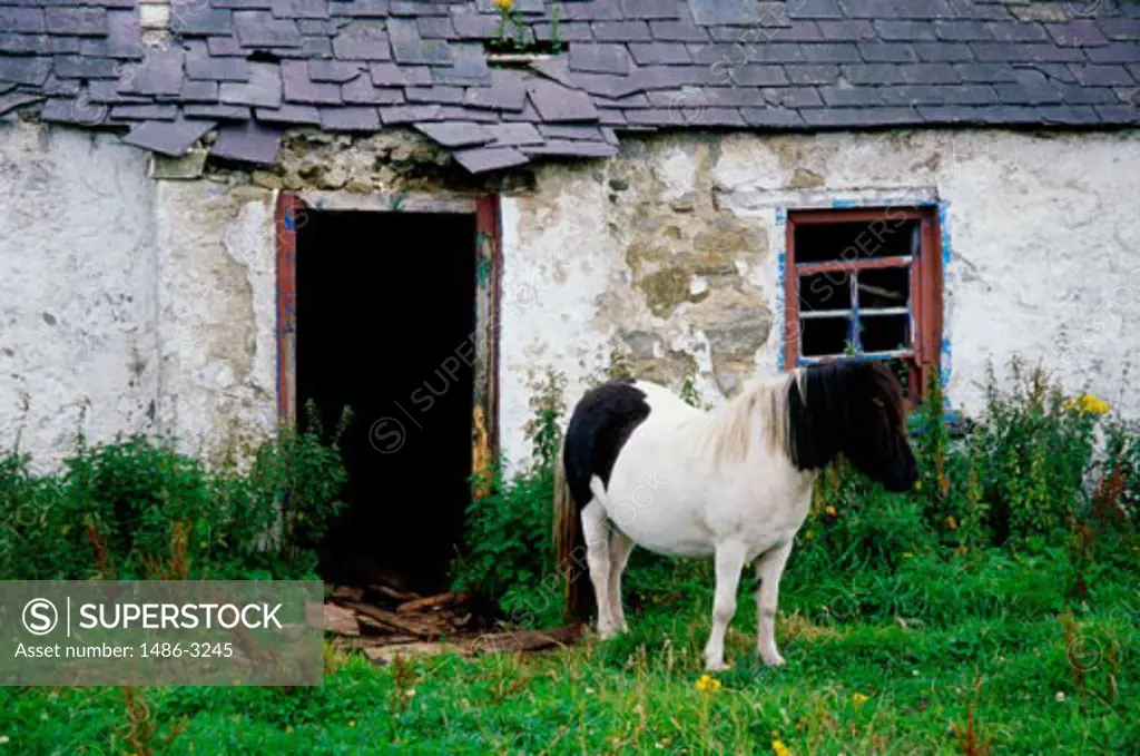 Horse in front of a cottage, Northern Ireland