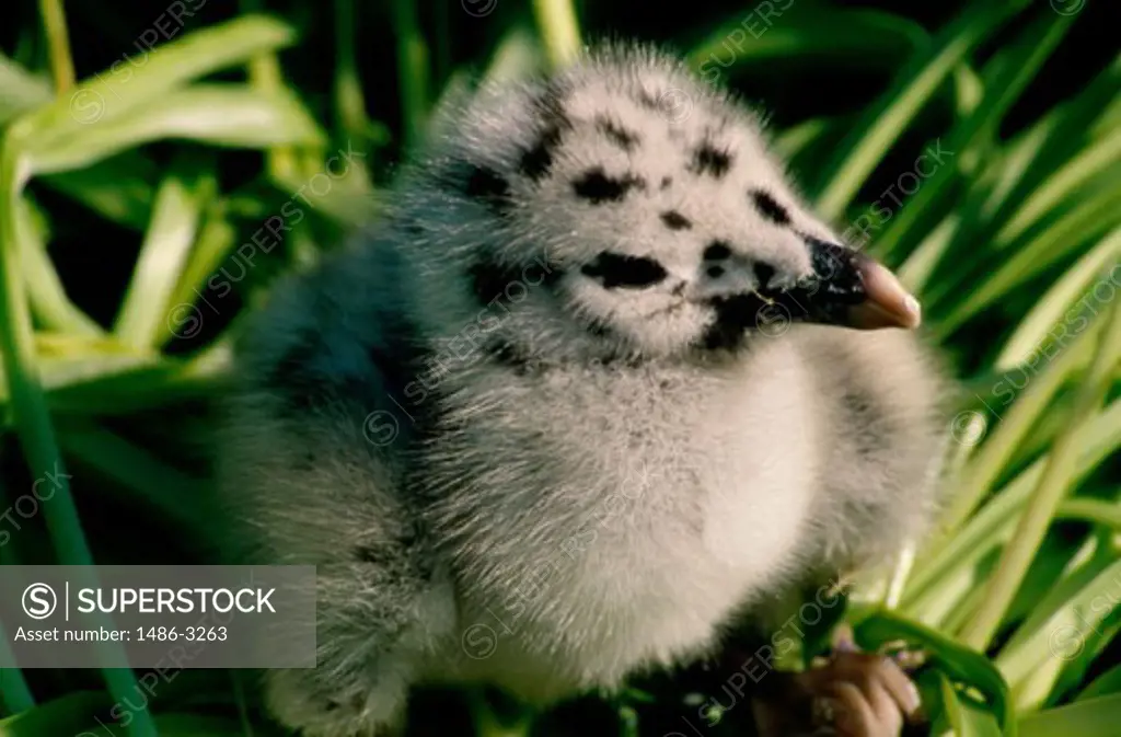 Close-up of a young Herring Gull (Larus argentatus)