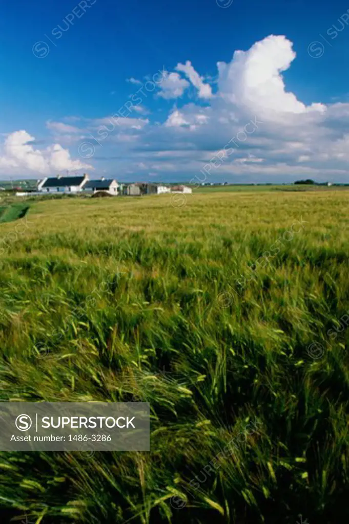 Crops in a field, County Antrim, Northern Ireland