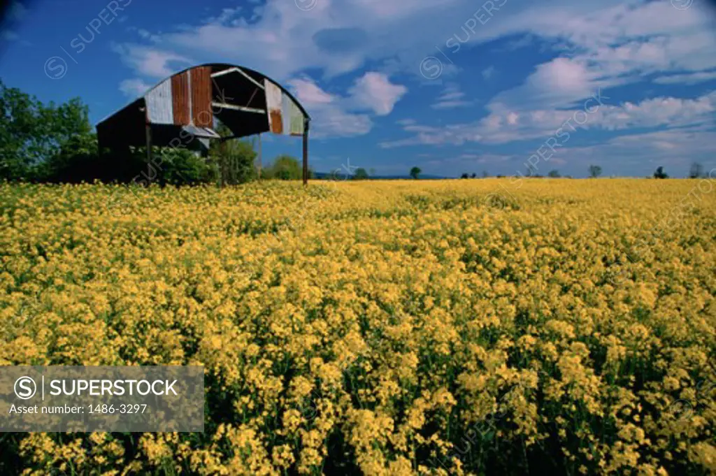 Crops growing in a field, Rapeseed Field, Rathcoole, Ireland