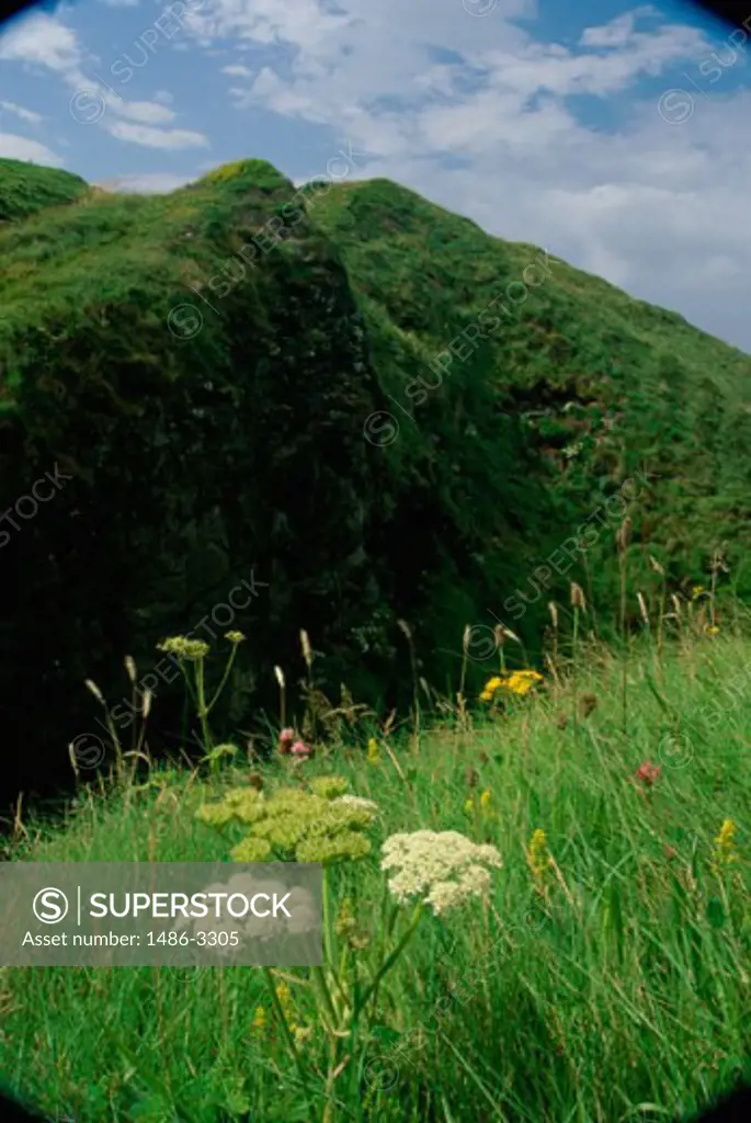 Flowers on a landscape, Dunluce Head, County Antrim, Northern Ireland