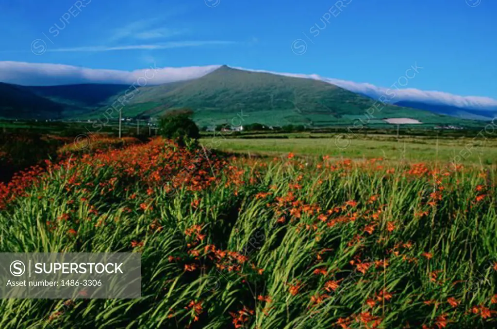 Wildflowers in a field, Silvana Peak, Dingle Peninsula, County Kerry, Ireland