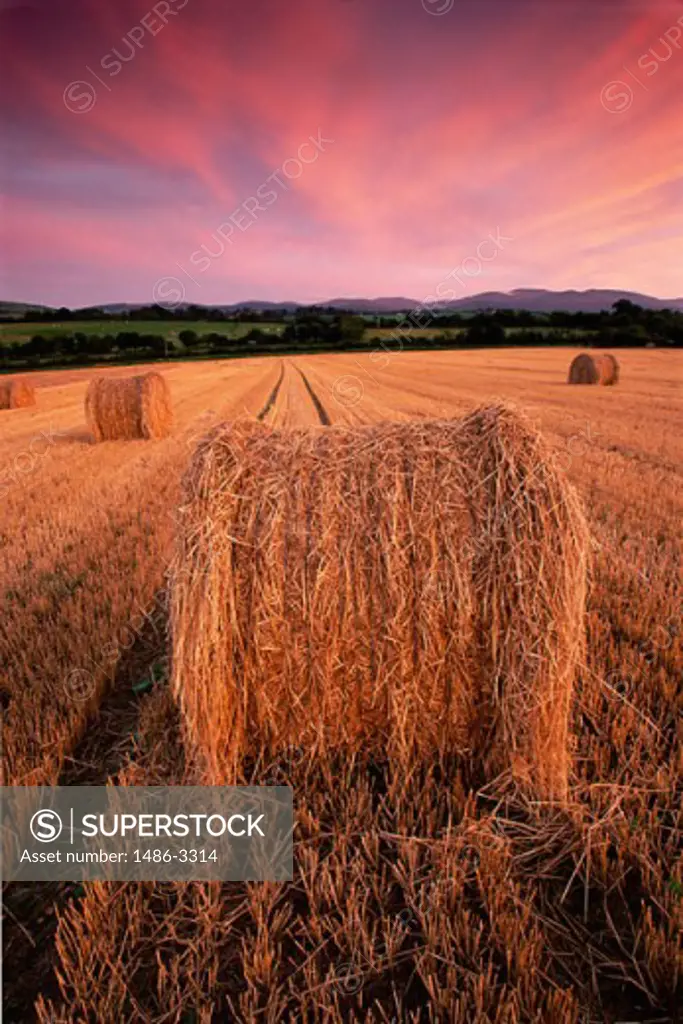 Hay bales on a field at Newcastle, Ireland