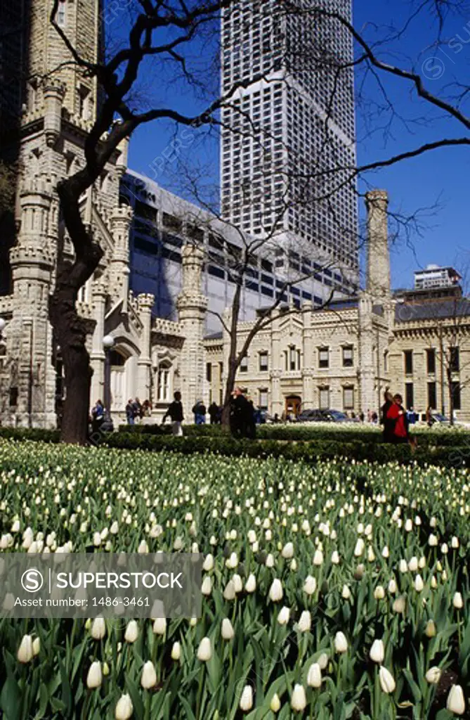 USA, Illinois, Chicago, bed of tulips with pumping station on the background