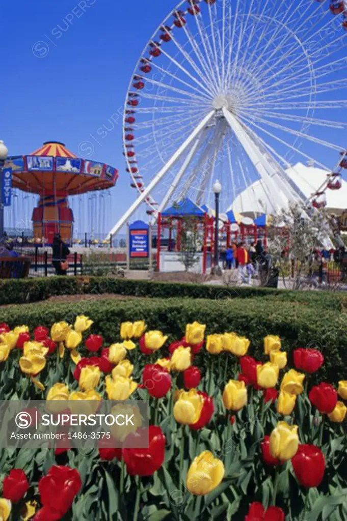 Ferris wheel at an amusement park, Navy Pier, Chicago, Illinois, USA