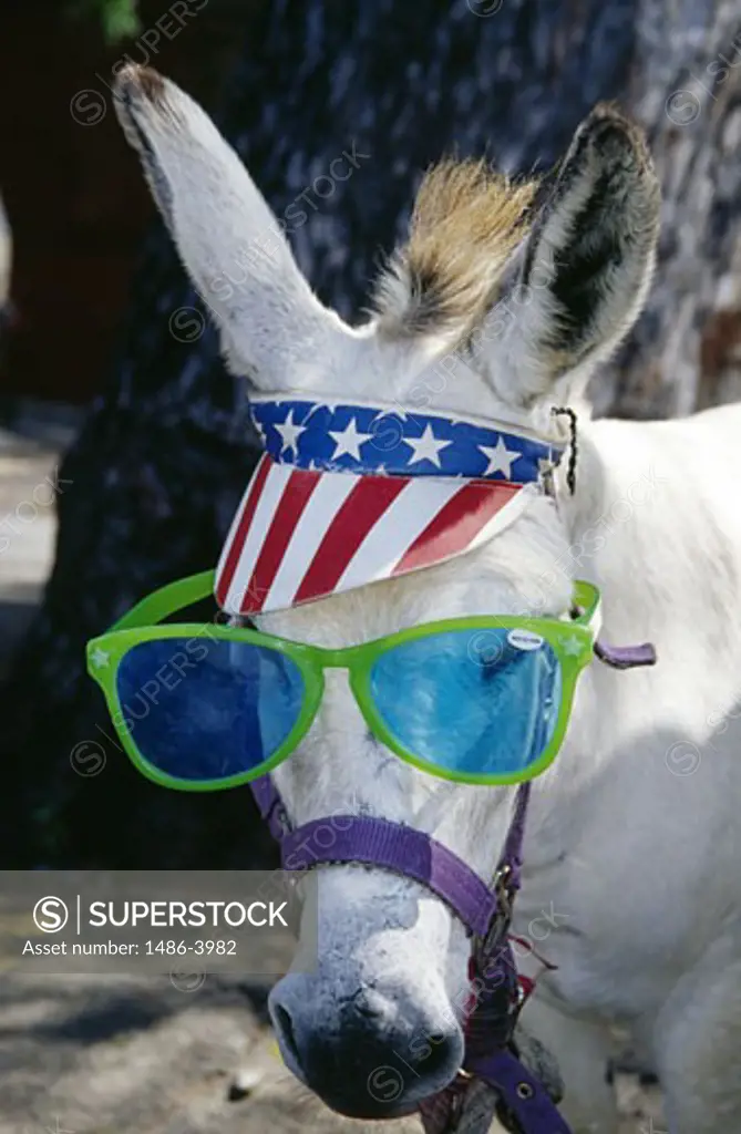 St. Thomas, Charlotte Amalie, donkey with sunglasses and stars and striples hat