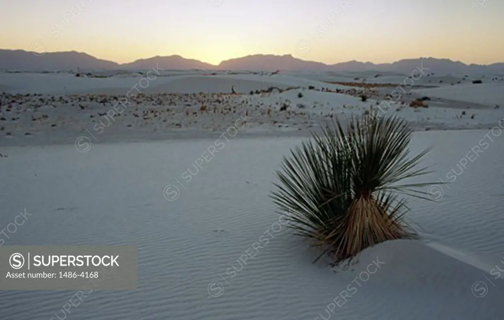 Yucca plant in desert, White Sands National Monument, New Mexico, USA
