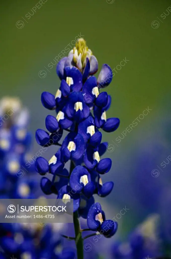 Close-up of a bluebonnet (Lupinus subcarnosus)