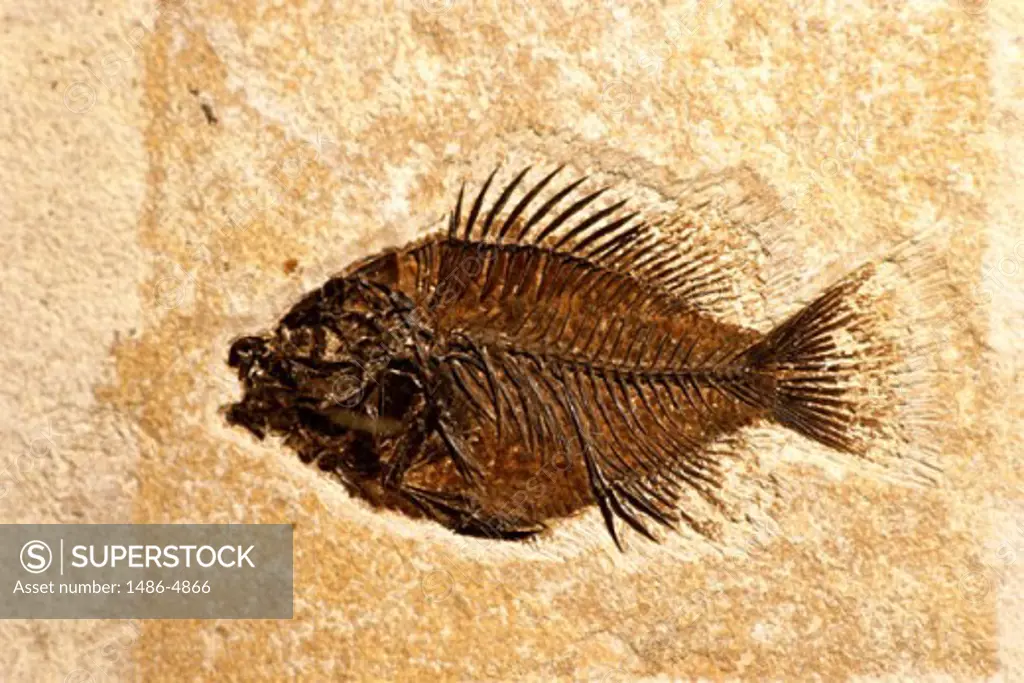 Close-up of a fish fossil in a museum, Houston Museum of Natural Science, Houston, Texas, USA