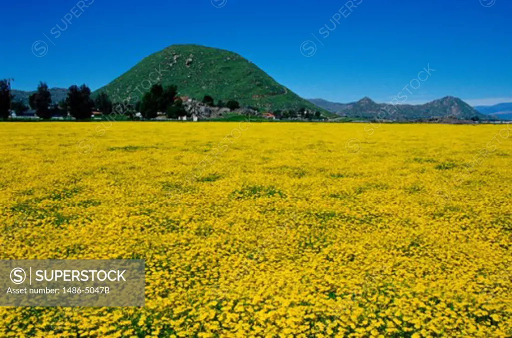 Field of flowers at Hemet Valley, California, USA