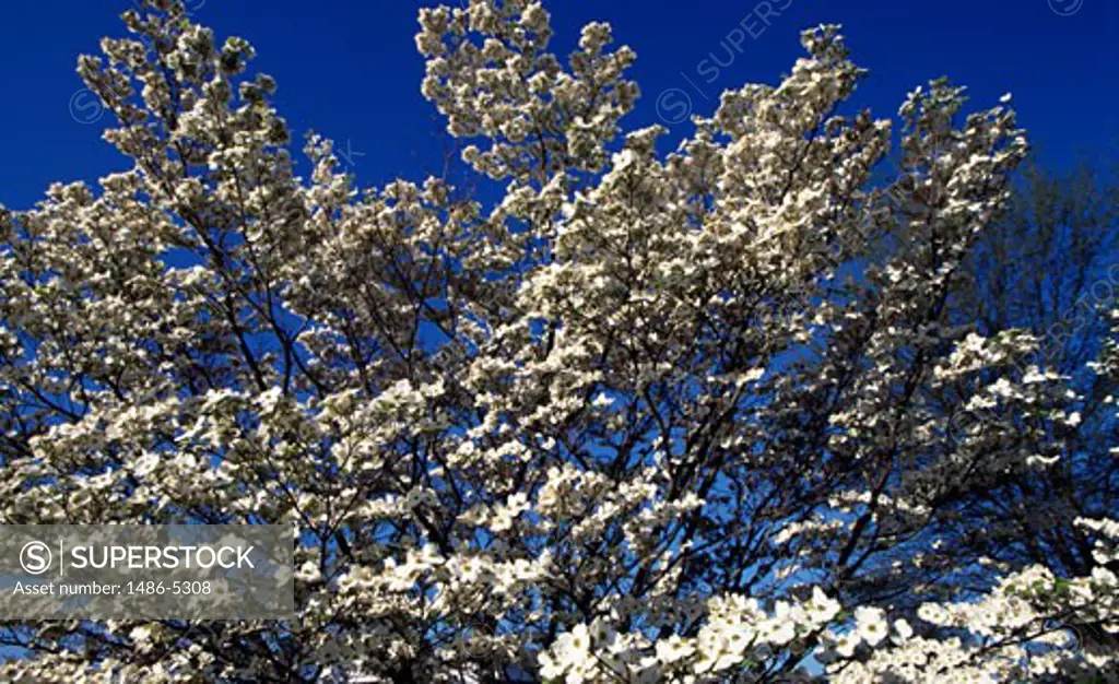 Low angle view of a Flowering dogwood (Cornus florida) tree