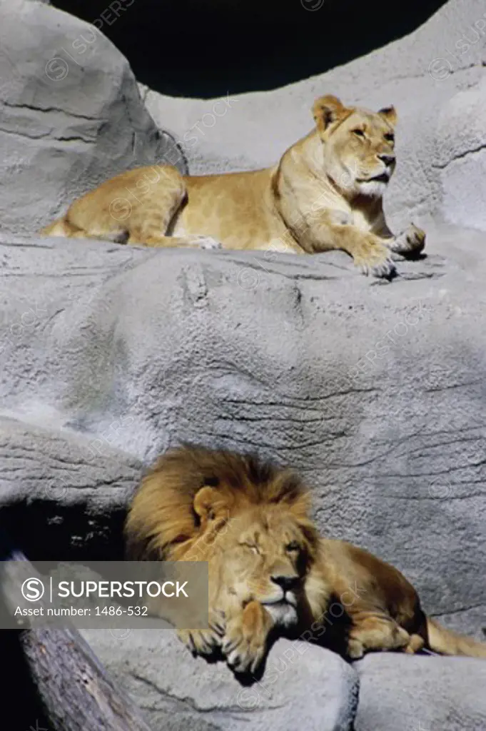 Lion and a lioness resting on the rocks in a zoo, Detroit Zoo, Detroit, Michigan, USA (Panthera leo)