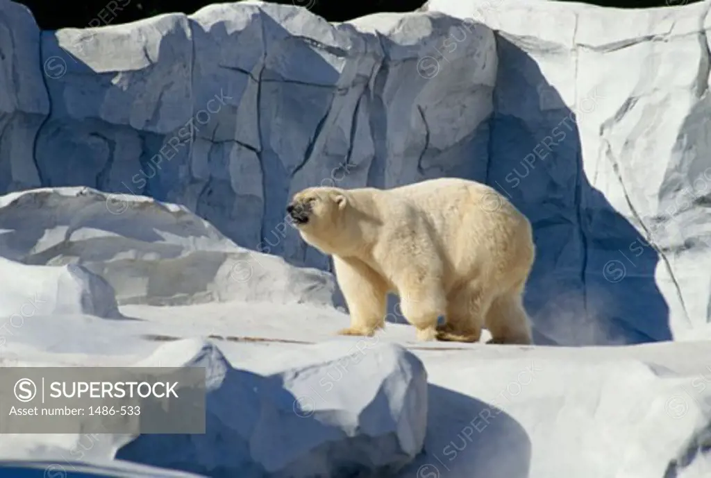 Side profile of a Polar Bear walking on ice, Detroit Zoo, Detroit, Michigan, USA (Ursus maritimus)