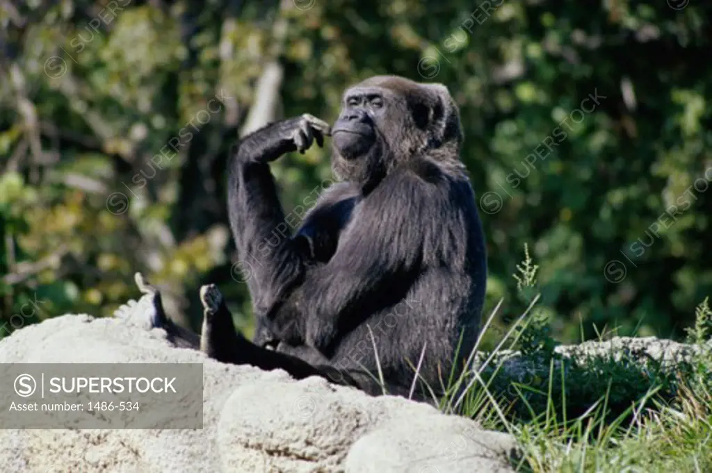 Gorilla sitting on a rock in a zoo, Detroit Zoo, Detroit, Michigan, USA
