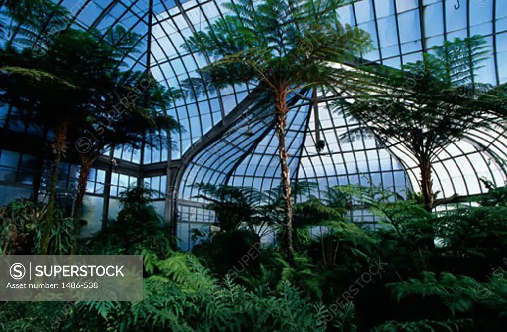 Plants in a conservatory, Whitcomb Conservatory, Belle Isle Park, Detroit, Michigan, USA