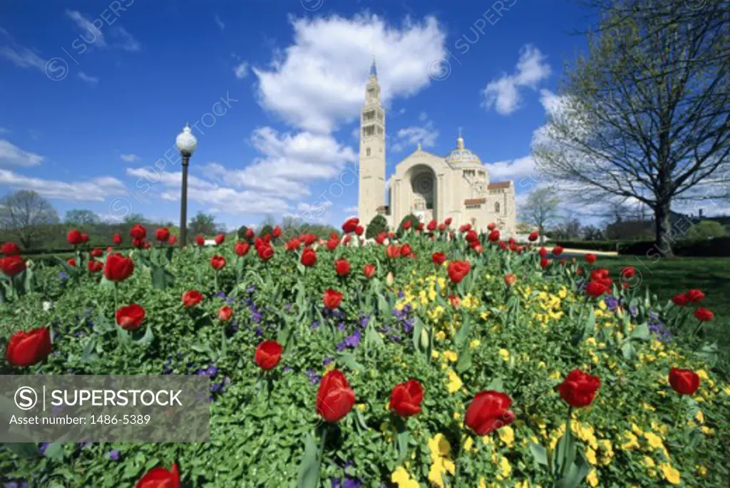 Flower field in front of a church, Basilica of the National Shrine of the Immaculate Conception, Washington DC, USA