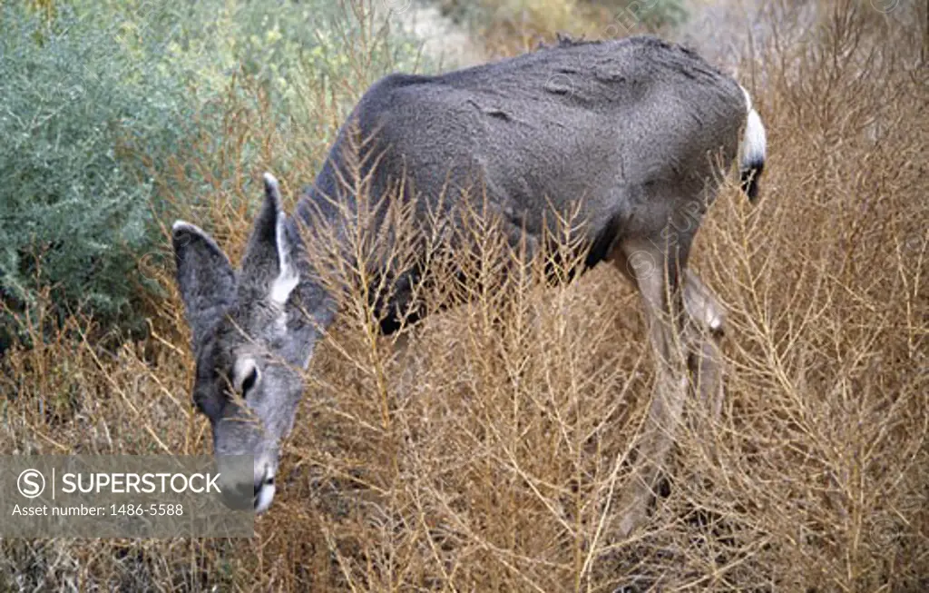 USA, Utah, Zion National Park, Mule Deer (Odocoileus hemionus)