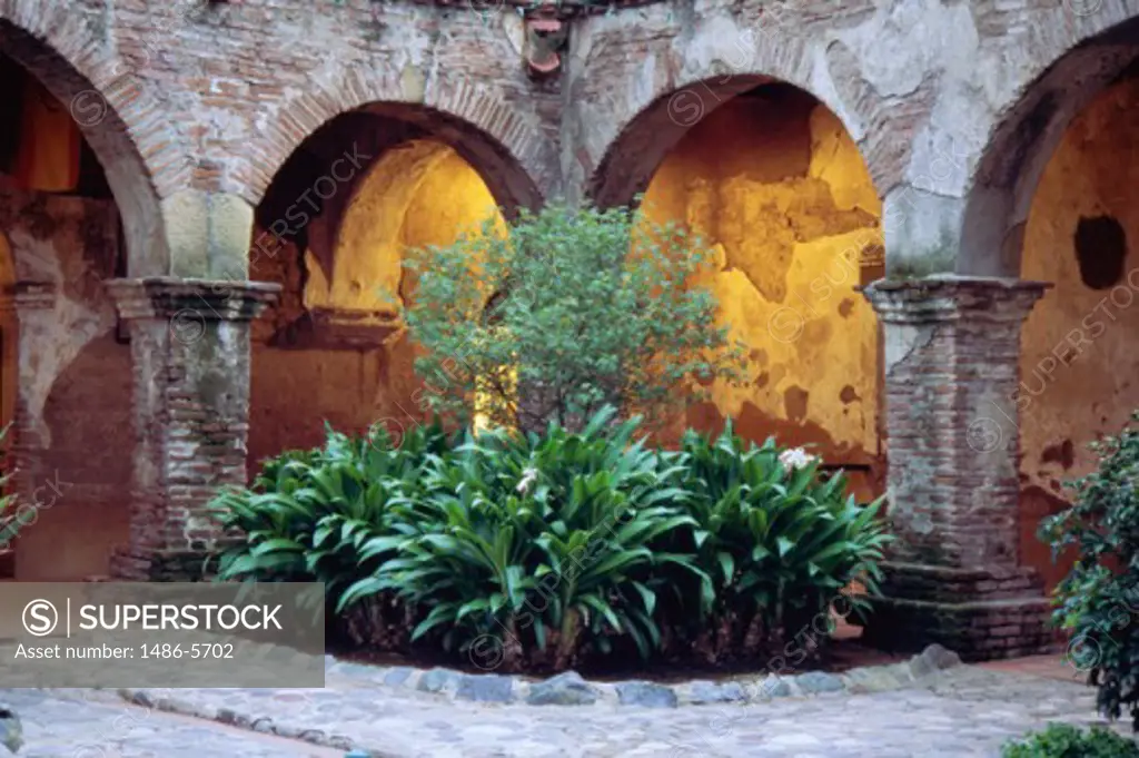 Plants in the courtyard of a church, Mission San Juan Capistrano, San Juan Capistrano, California, USA