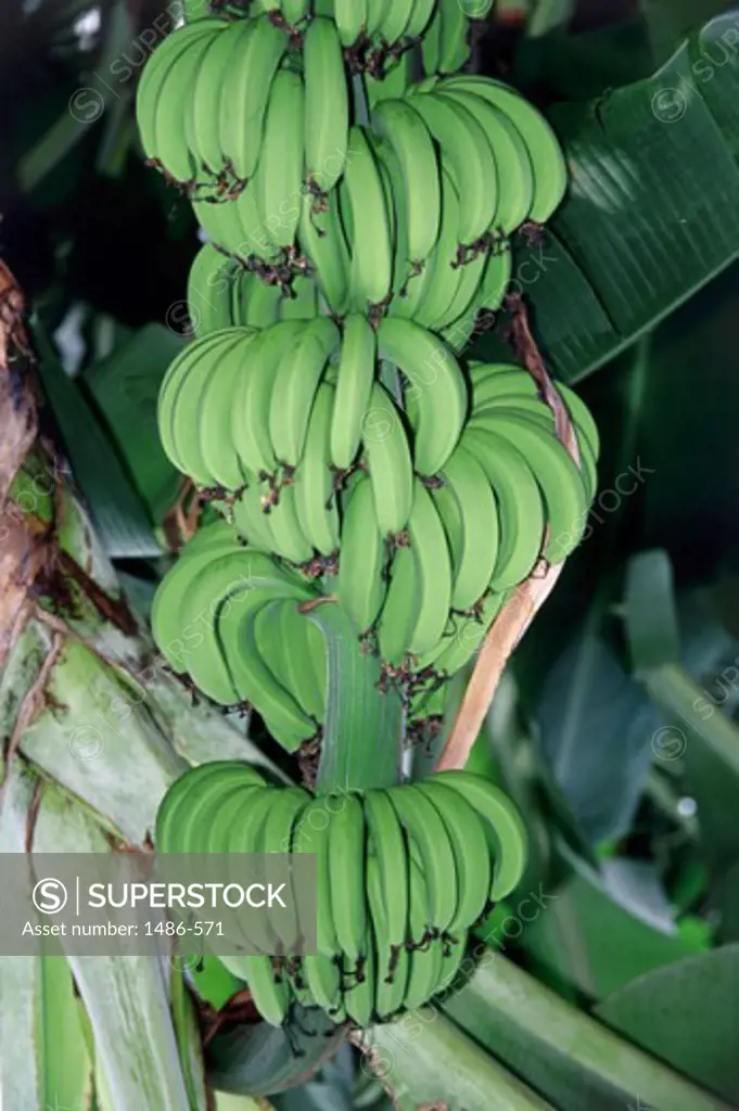 Close-up of a bunch of bananas hanging on a banana tree