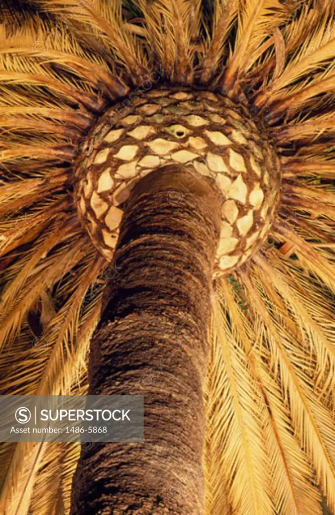 Close-up of a palm tree