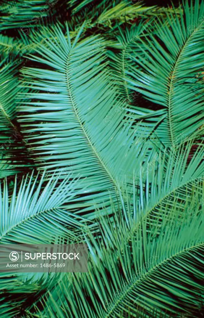 Close-up of palm fronds