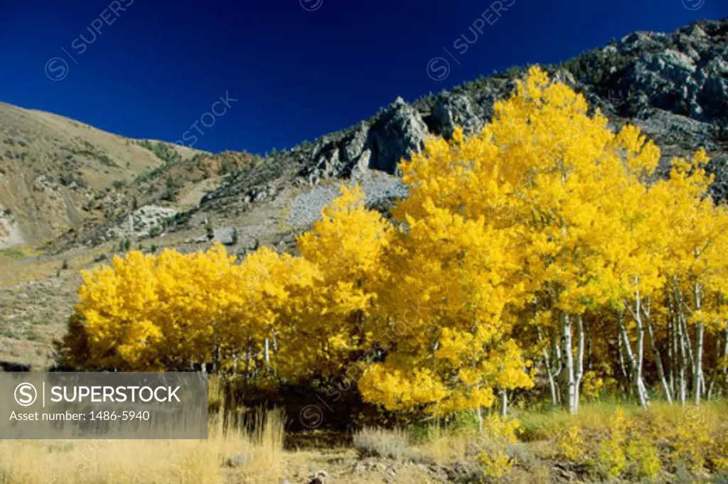 Trees on a landscape in front of mountains, Eastern Sierra Mountains, California, USA