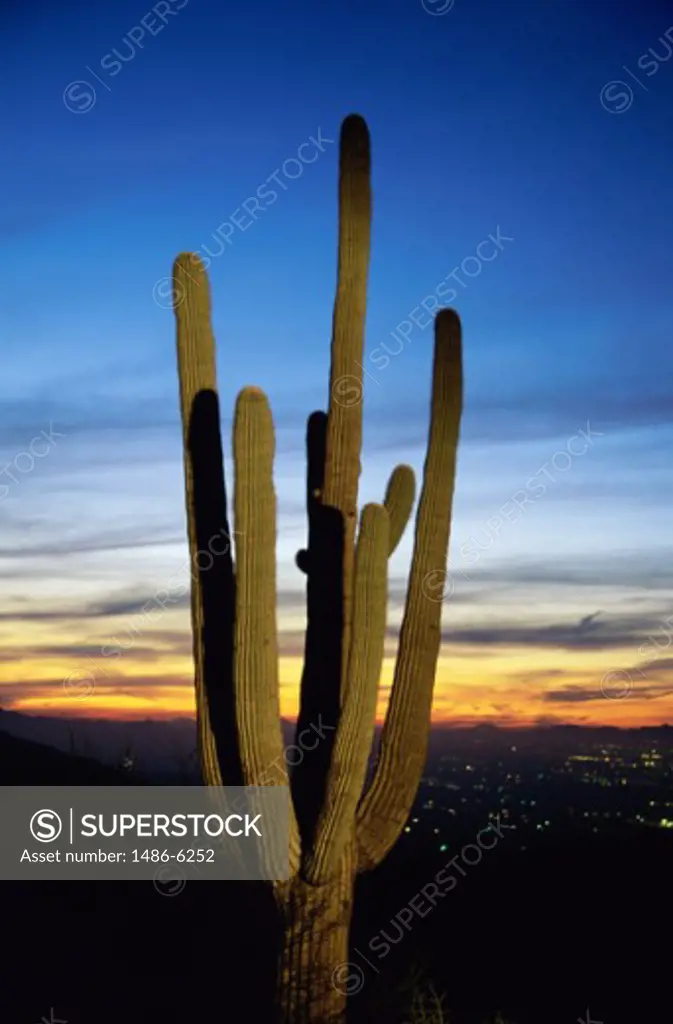Silhouette of a cactus plant at dusk, Saguaro Cactus, South Mountain Park and Preserve, Arizona, USA