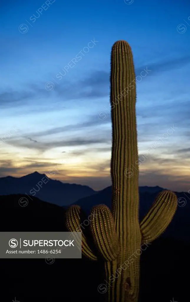 Saguaro cactus (Carnegiea gigantea) at dusk, South Mountain Park, Arizona, USA
