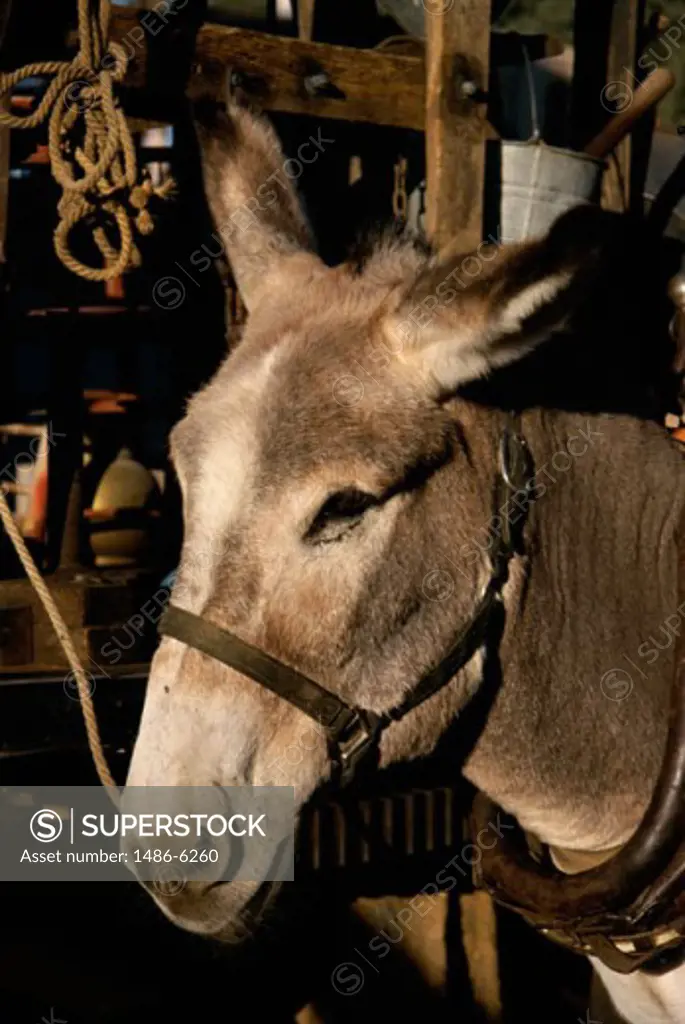 Close-up of a Mule