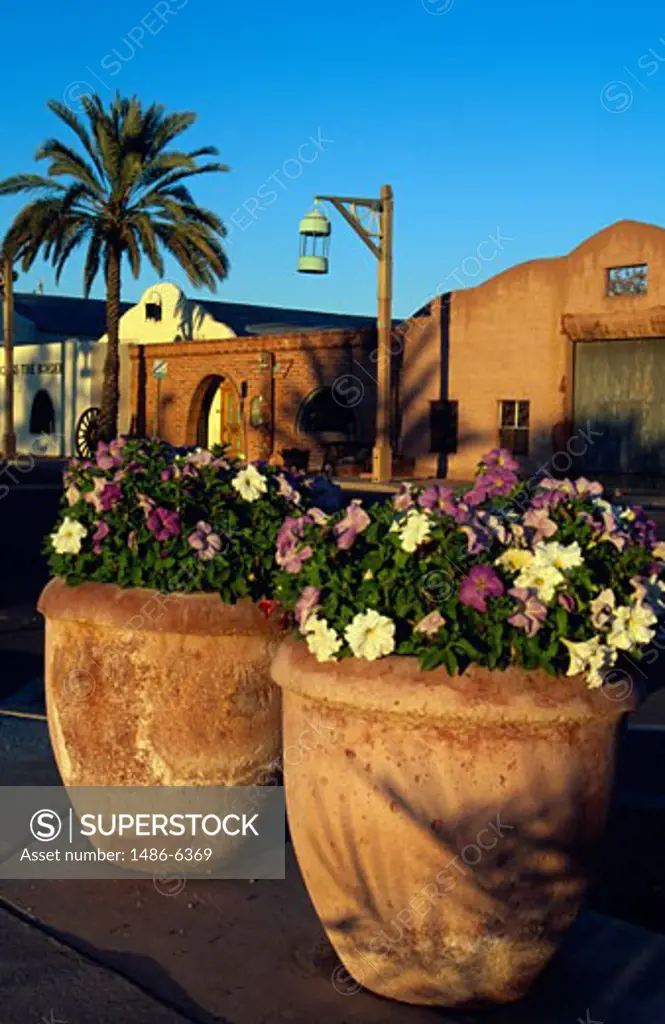 Potted flowers in front of buildings, Scottsdale, Arizona, USA