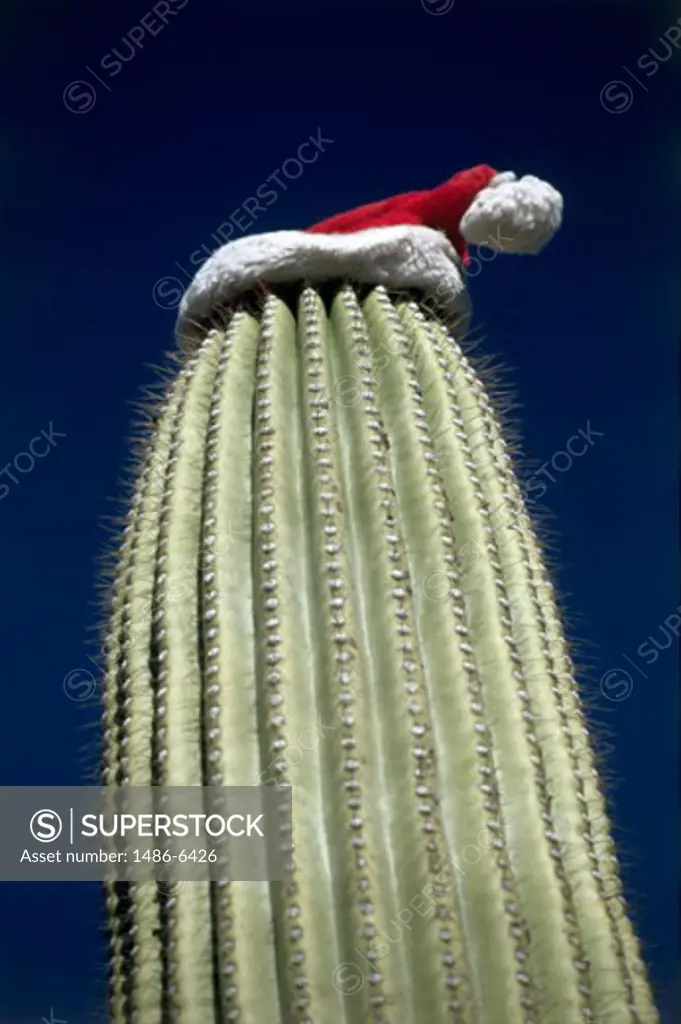 Low angle view of a Santa hat on the top of a Saguaro Cactus