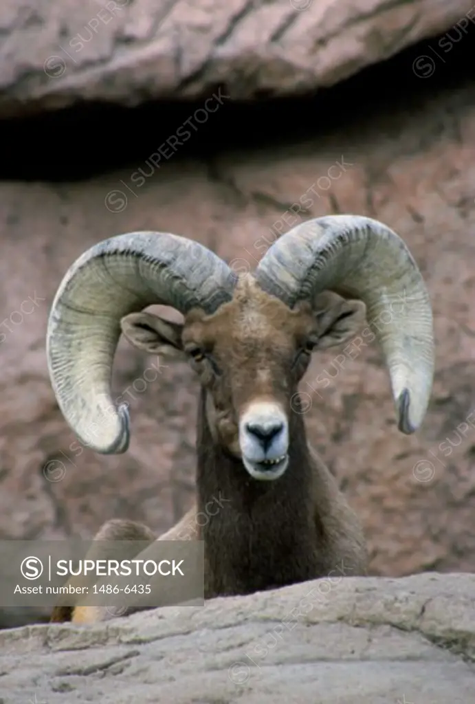 A Bighorn Sheep on a rock