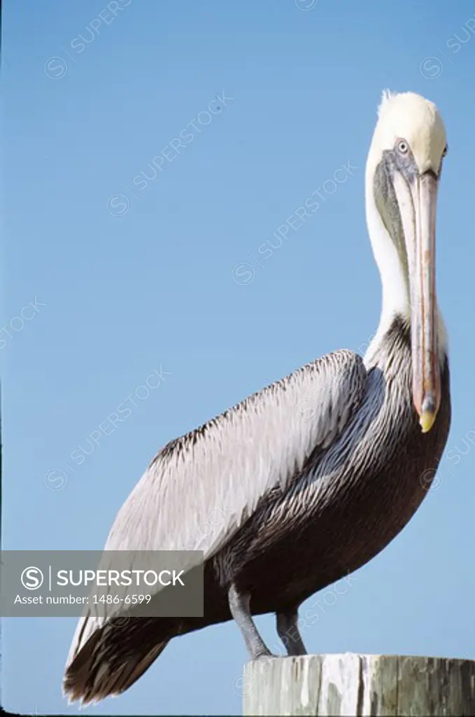 American White Pelican (Pelecanus erythrorhynchos) perching on pole against blue sky