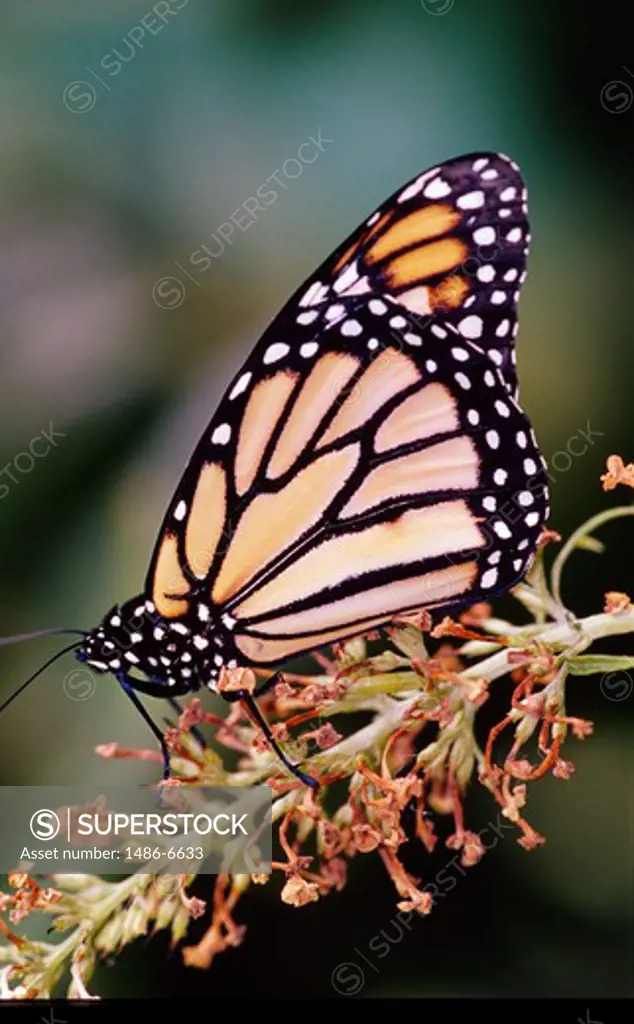 Monarch butterfly (Danaus plexippus) on flower