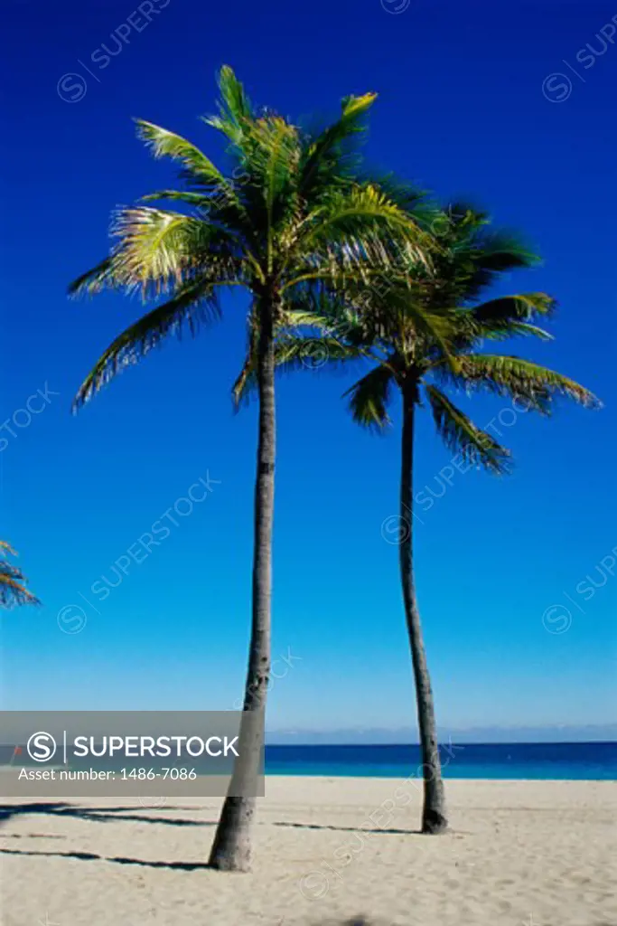 Two Palm trees on a beach, Fort Lauderdale, Florida, USA
