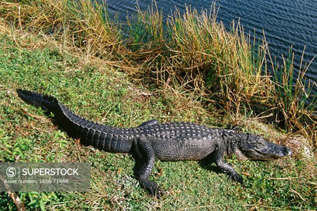 Alligator Everglades National Park Florida USA