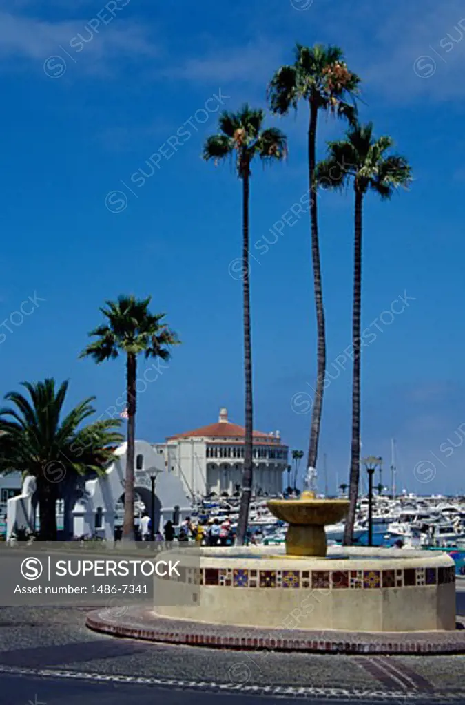 Palm trees at a harbor, Catalina Island, California, USA