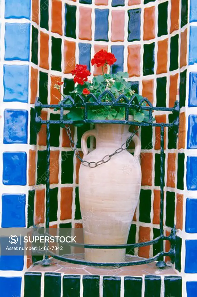 USA, California, Santa Catalina Island, Vase with geranium in front of tiled wall