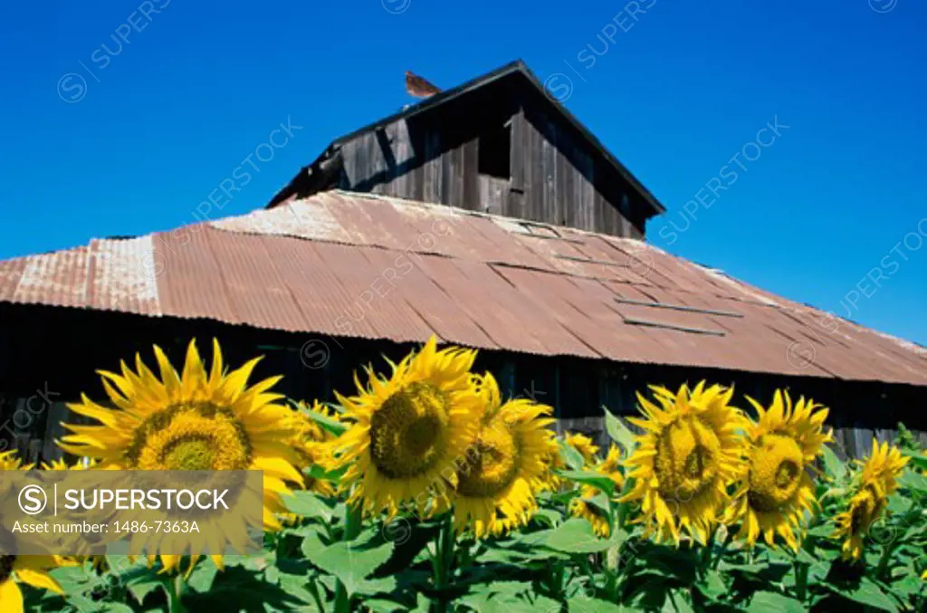 Sunflowers California USA