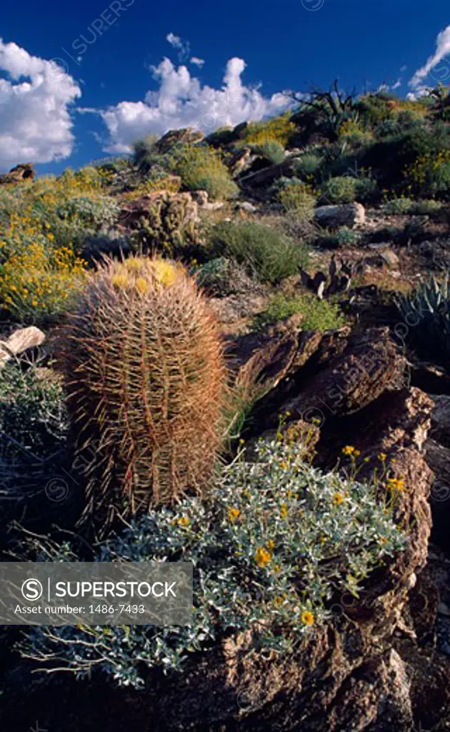 Plants at the hillside, Anza Borrego Desert State Park, California, USA