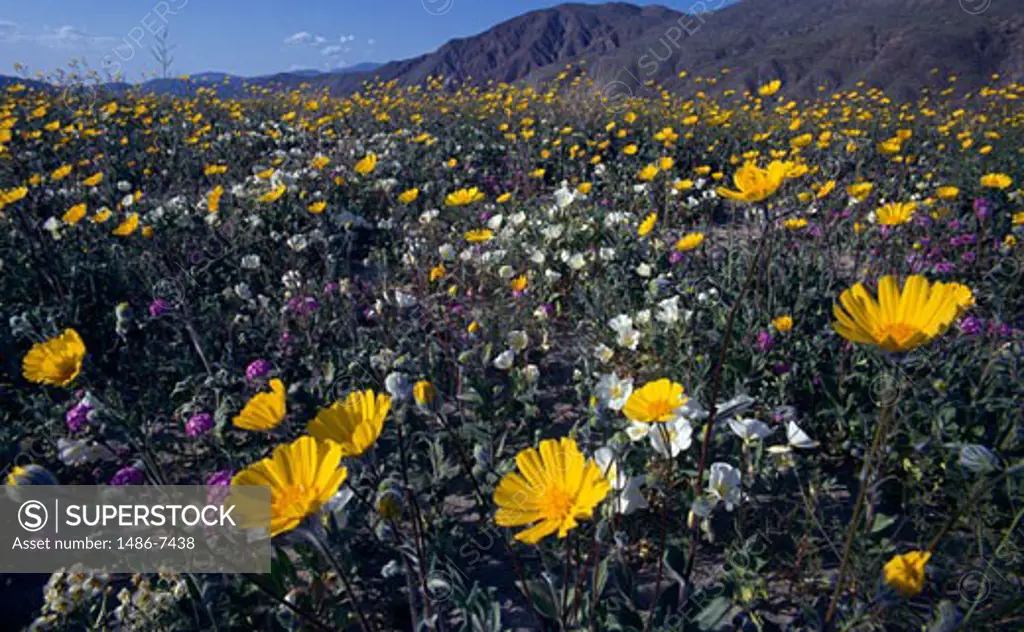 Wildflowers in a field, Anza Borrego Desert State Park, California, USA