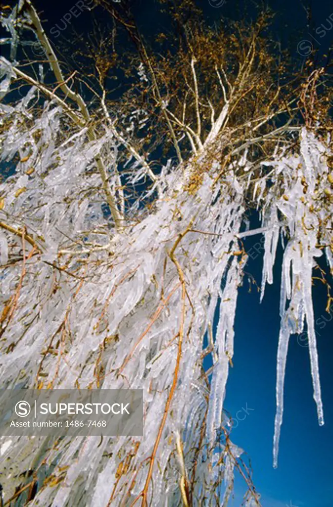 Low angle view of tree covered with ice