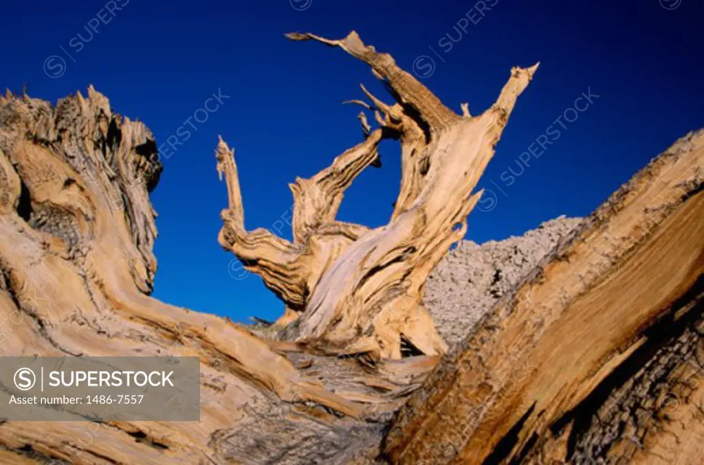 Close-up of Bristlecone Pines, White Mountains, California, USA