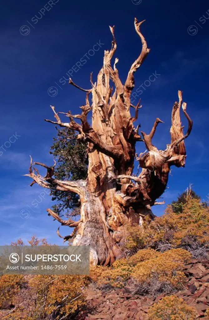Bristlecone Pine White Mountains California USA