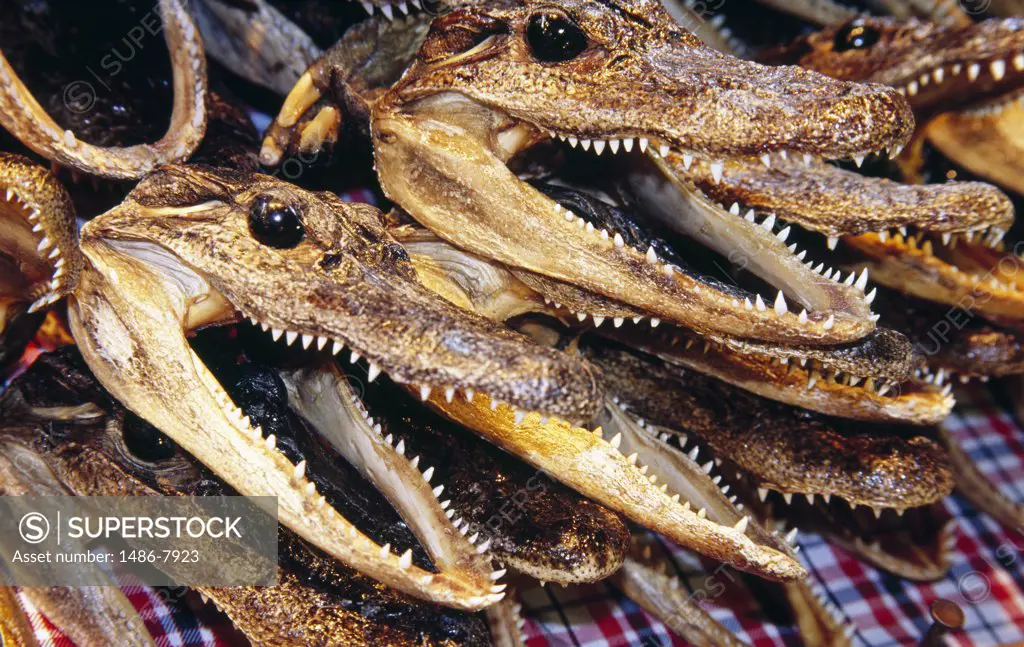 Close-up of the skulls of alligators