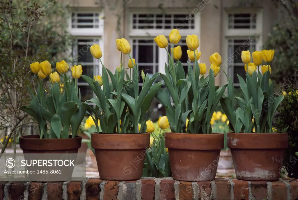 Four flower pots on a wall in front of a house, Longue Vue House and Gardens, New Orleans, Louisiana, USA