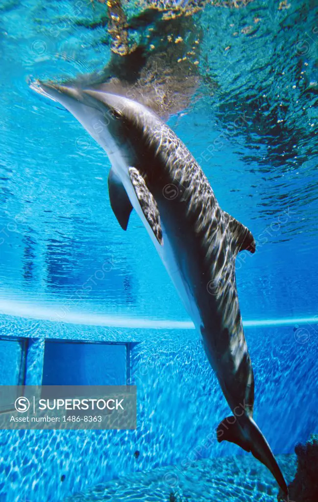 Atlantic spotted dolphin in swimming pool